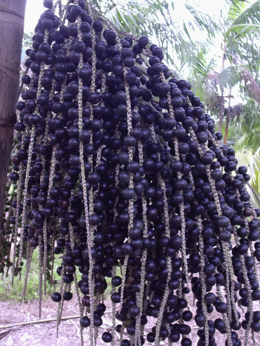 Precatoria Oil Extract